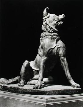 Bull Mastif Dog