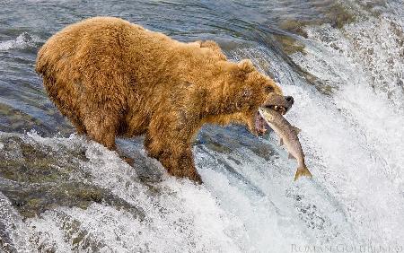 Alaska. The Catch