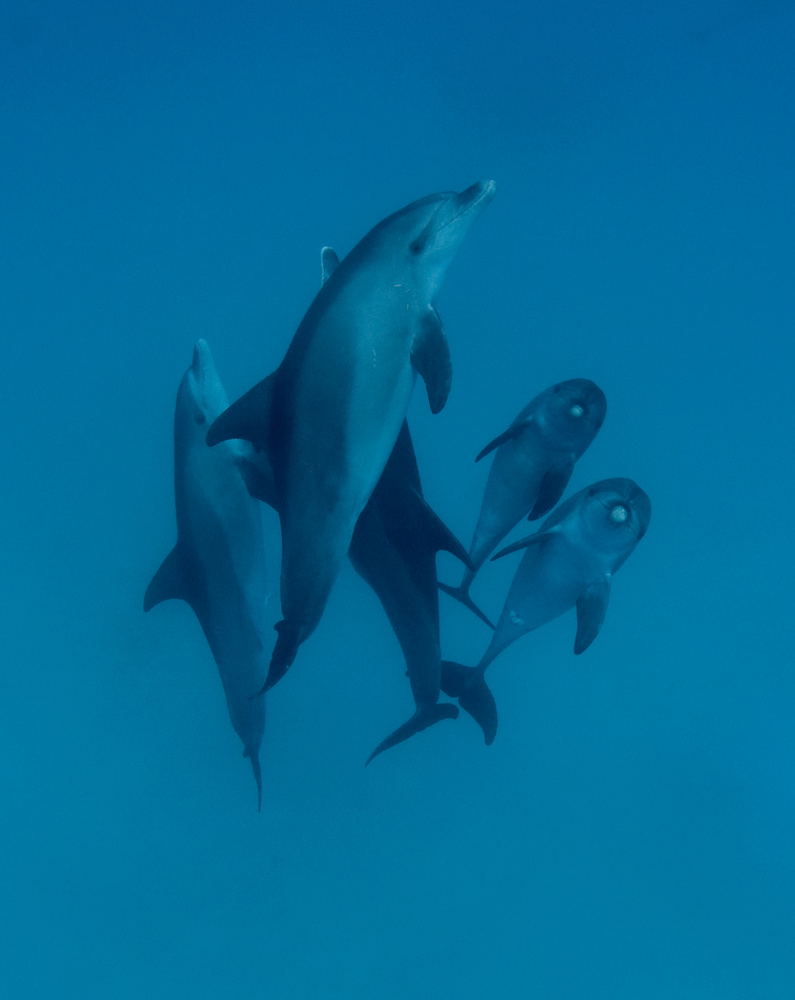 Dolphins 6 à Romano Molinari