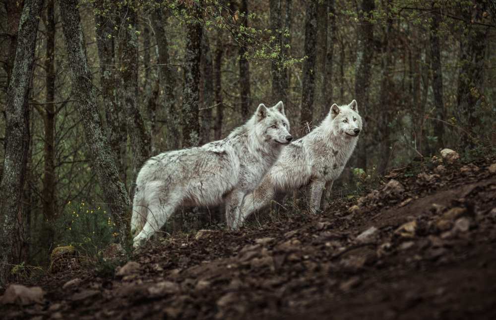 Meeting with white Wolves à Ronan Siri