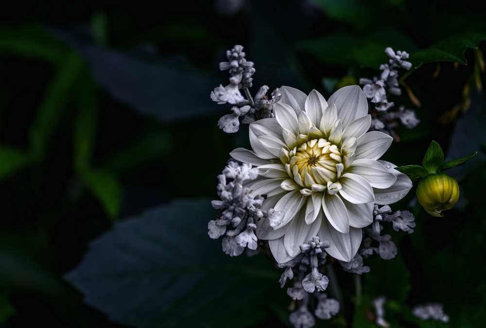 Dahlia flower à Ronny Olsson