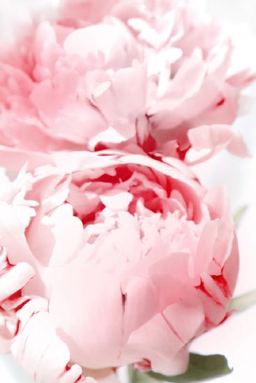 Bllush peony X