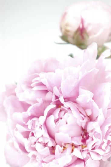 Subdued peony IX