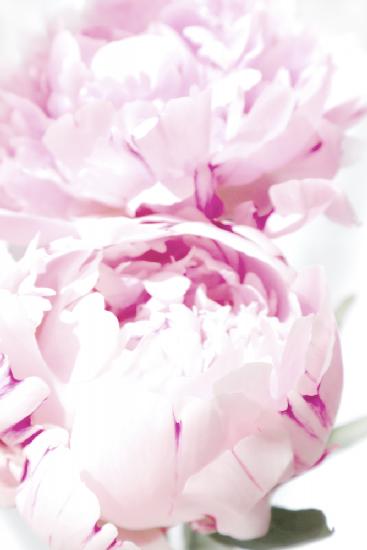 Subdued peony X