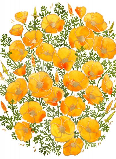 Gold accented California poppies