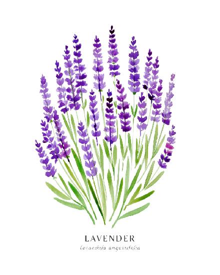 Lavender I