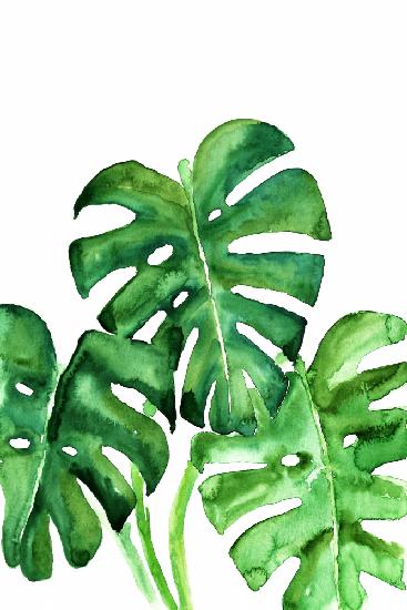 Monstera leaves in loose watercolor