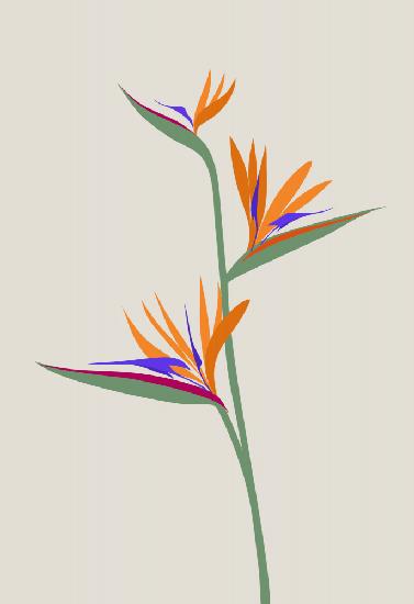 Bird of paradise