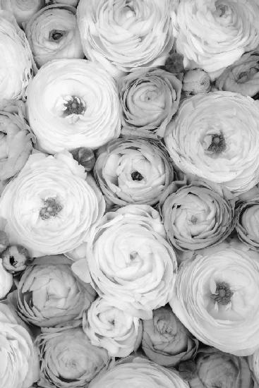 Scattered ranunculus grayscale I