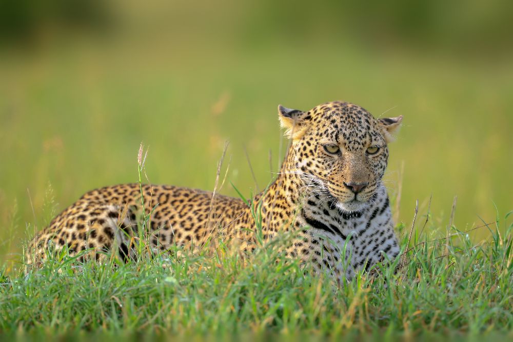 The Leopard à Roshkumar
