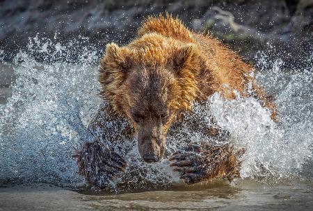 Bear Action