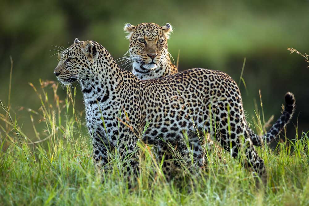 Leopard Family à Roshkumar
