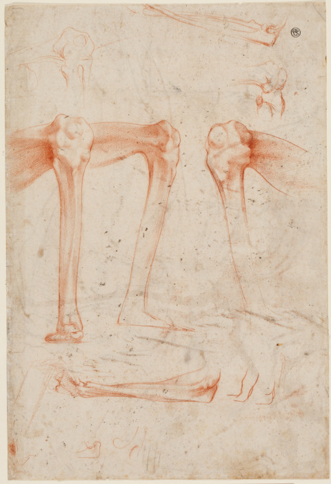 Studies of legs, knees and arms à Rosso Fiorentino