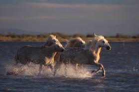 Angels of Camargue