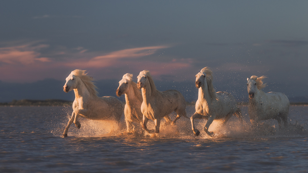 Camargue horses on sunset à Rostovskiy Anton