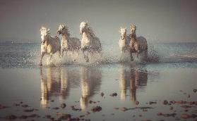 Camargue Horses