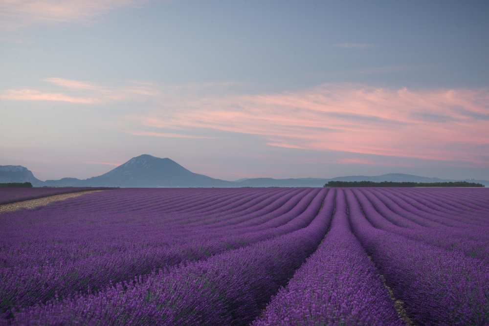 Lavender field à Rostovskiy Anton