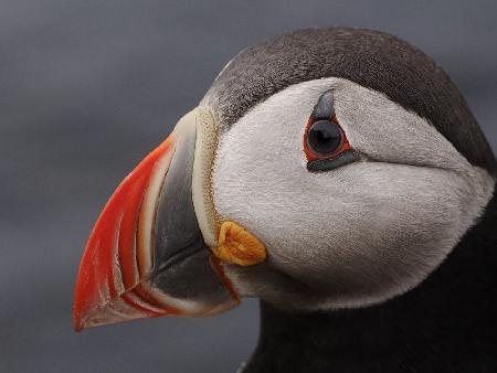 puffin