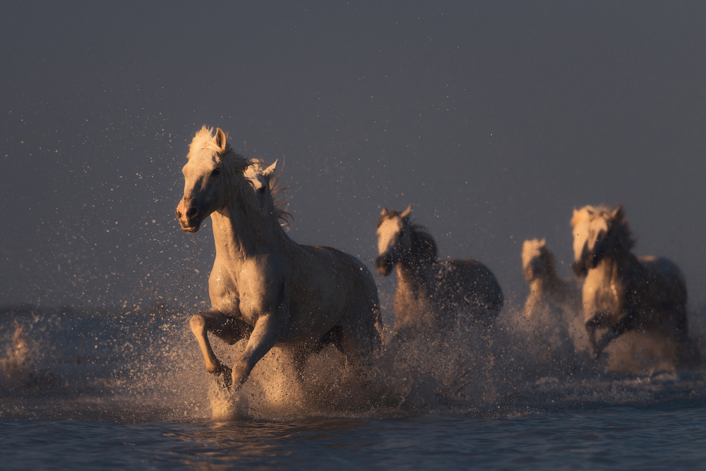 horses in sunset light à Rostovskiy Anton