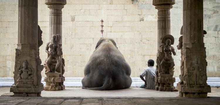 The Elephant & its Mahot à Ruhan