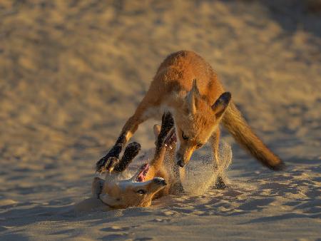 Sand Fox Fun