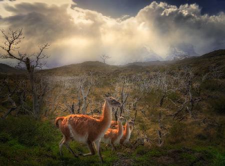 Environmental Portrait of Guanacos