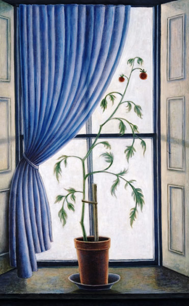 Plant in Window, 2003 (oil on canvas)  à Ruth  Addinall