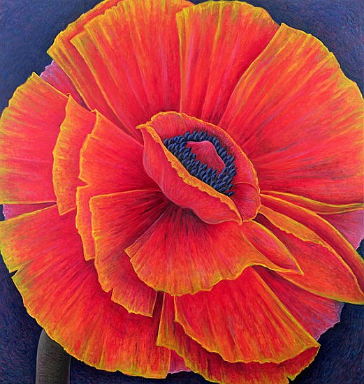 Big Poppy, 2003 (oil on canvas)  à Ruth  Addinall