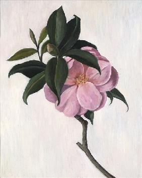 Camelia, 1998 (oil on canvas) 