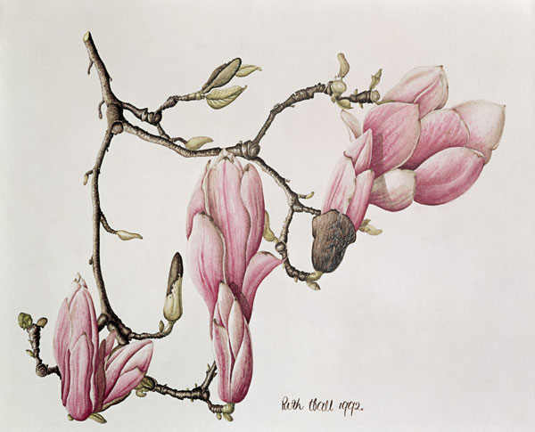 Magnolia X Soulangiana, 1992 (w/c on paper)  à Ruth  Hall