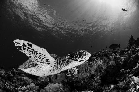 Hawksbill