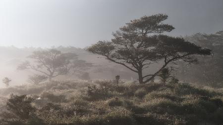 Hill of Pine Trees