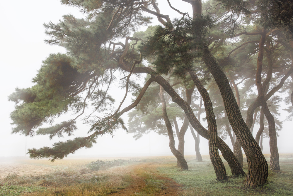 Pine Grove in Fog-2 à Ryu Shin Woo