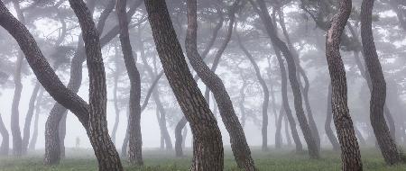 Pine Grove in Fog-3