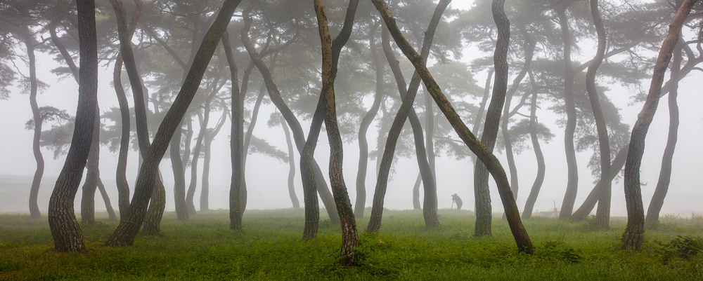 Pine Grove in Fog-4 à Ryu Shin Woo
