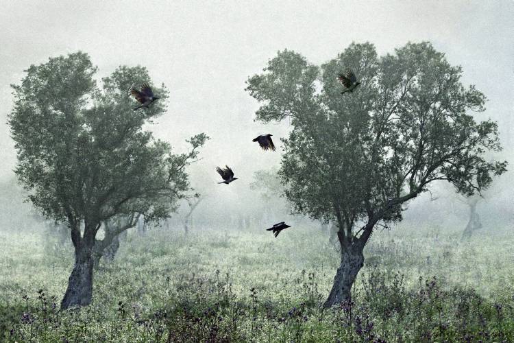Crows in the mist à S. Amer