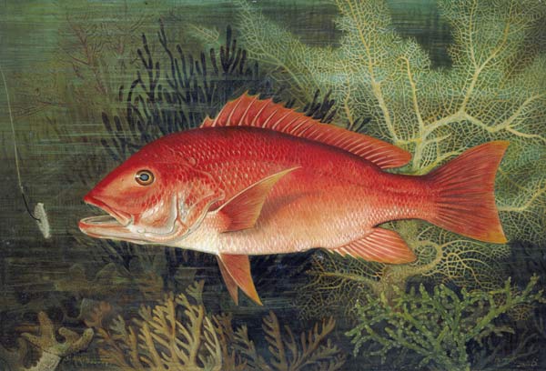Red Snapper, from 'Game Fishes of the United States', published 1878 (chromolitho) à S.A. Kilbourne