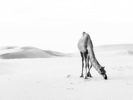 lonely camel