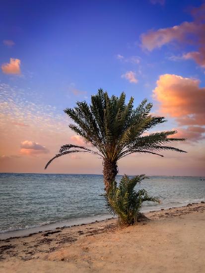 palm beach