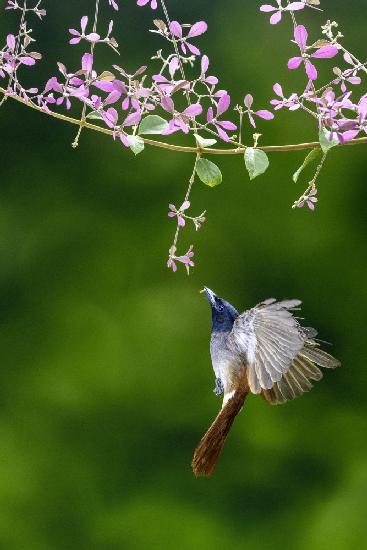 Female Paradise flycatcher