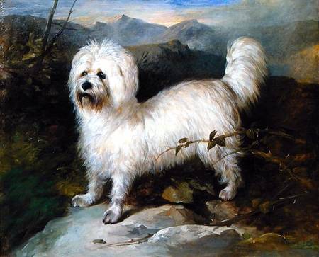 Small White Dog in a Landscape à Samuel Coleman