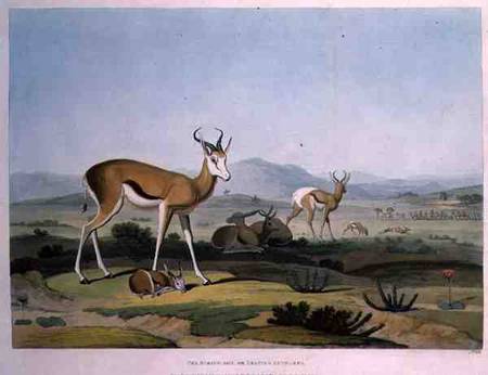 The Spring-Bok or Leaping Antelope, plate 18 from 'African Scenery and Animals', engraved by the art à Samuel Daniell