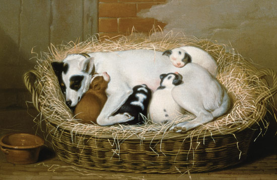 Bitch with her Puppies in a Wicker Basket à Samuel de Wilde