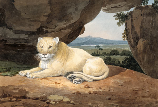 Lioness à Samuel Howitt