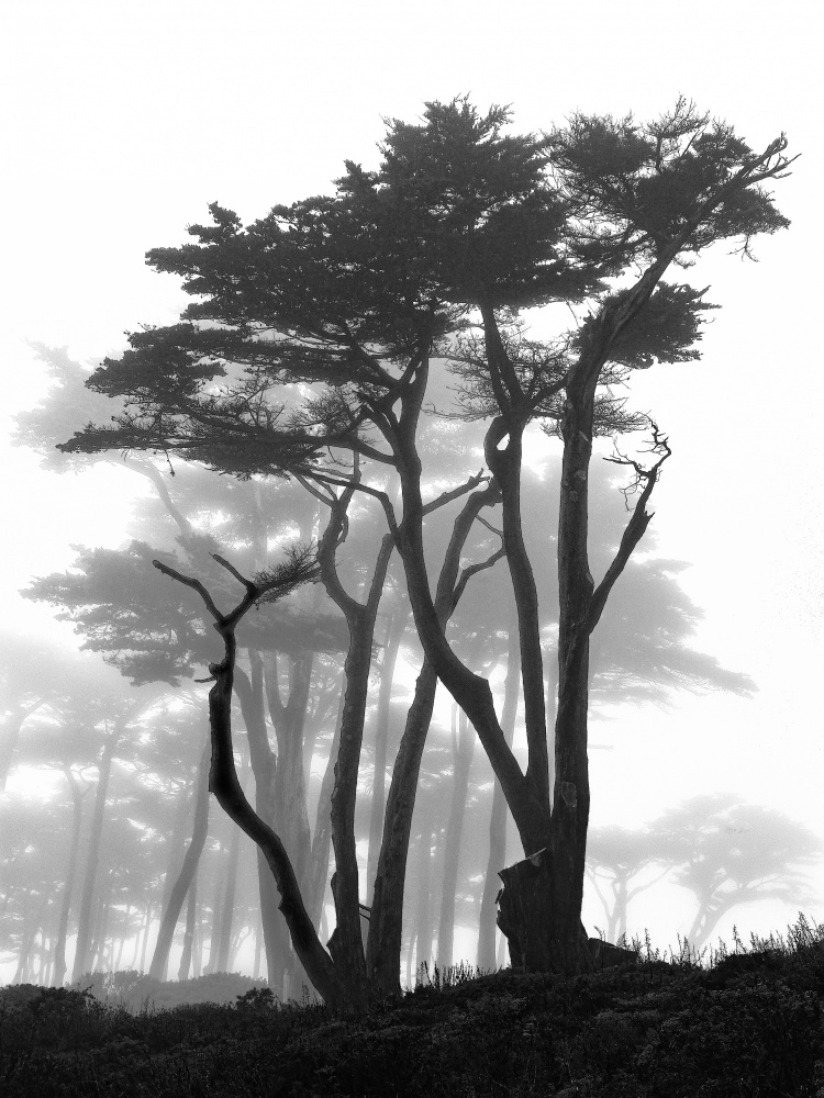 California Pines in Fog à Samuel Vovsi
