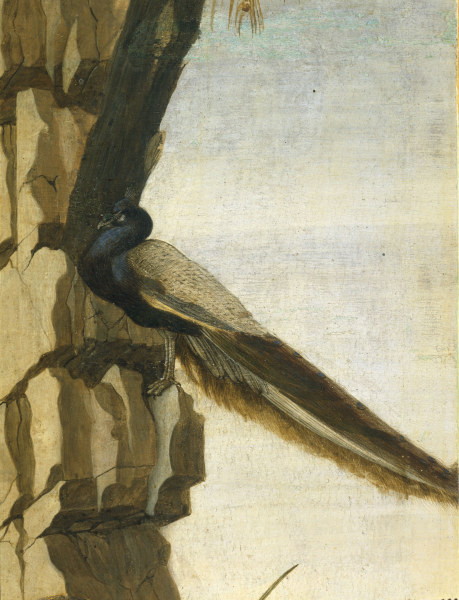S.Botticelli, Peacock à Sandro Botticelli