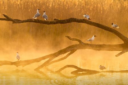 Gull chat