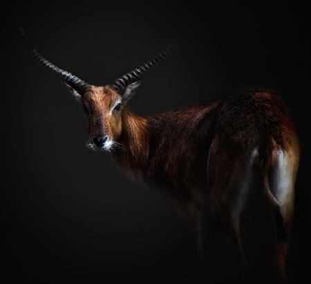 Antelope Lechwe Portrait