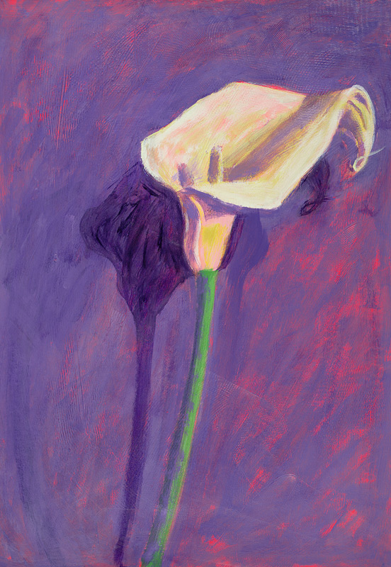 Arum Lily (oil on card)  à Sara  Hayward