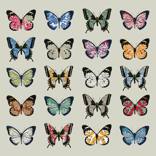 Papillon à Sarah Hough
